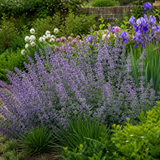 1 Nepeta Faassenii Walkers Low Catmint Plant, Bee Friendly Hardy Perennial, 3 Litre Root Ball - Frankton's