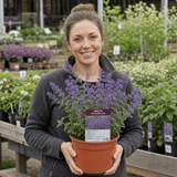 1 Nepeta Faassenii Walkers Low Catmint Plant, Bee Friendly Hardy Perennial, 3 Litre Root Ball - Frankton's