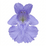1 Nepeta Faassenii Walkers Low Catmint Plant, Bee Friendly Hardy Perennial, 3 Litre Root Ball - Frankton's
