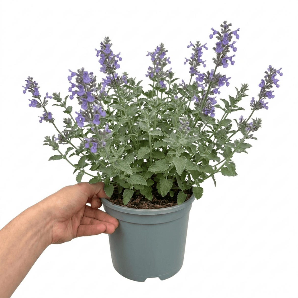 1 Nepeta Faassenii Walkers Low Catmint Plant, Bee Friendly Hardy Perennial, 3 Litre Root Ball - Frankton's