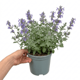 1 Nepeta Faassenii Walkers Low Catmint Plant, Bee Friendly Hardy Perennial, 3 Litre Root Ball - Frankton's