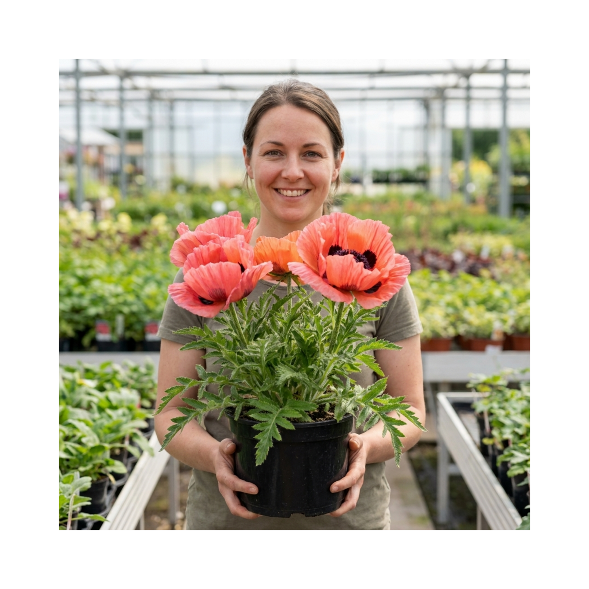 1 Oriental Papaver Bolero Perennial Poppy Plant, Summer Flowering, Garden Ready, 3 Litre Root Ball - Frankton's