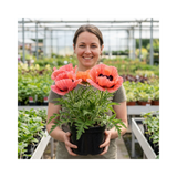 1 Oriental Papaver Bolero Perennial Poppy Plant, Summer Flowering, Garden Ready, 3 Litre Root Ball - Frankton's
