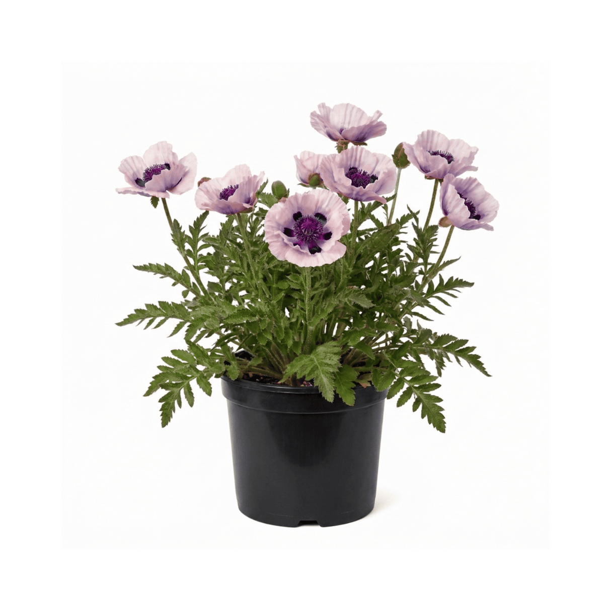 1 Oriental Papaver Bolero Perennial Poppy Plant, Summer Flowering, Garden Ready, 3 Litre Root Ball - Frankton's