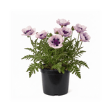 1 Oriental Papaver Bolero Perennial Poppy Plant, Summer Flowering, Garden Ready, 3 Litre Root Ball - Frankton's