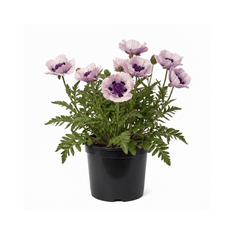 1 Oriental Papaver Bolero Perennial Poppy Plant, Summer Flowering, Garden Ready, 3 Litre Root Ball - Frankton's