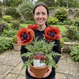 1 Oriental Papaver Bolero Perennial Poppy Plant, Summer Flowering, Garden Ready, 3 Litre Root Ball - Frankton's