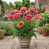 1 Oriental Papaver Bolero Perennial Poppy Plant, Summer Flowering, Garden Ready, 3 Litre Root Ball - Frankton's