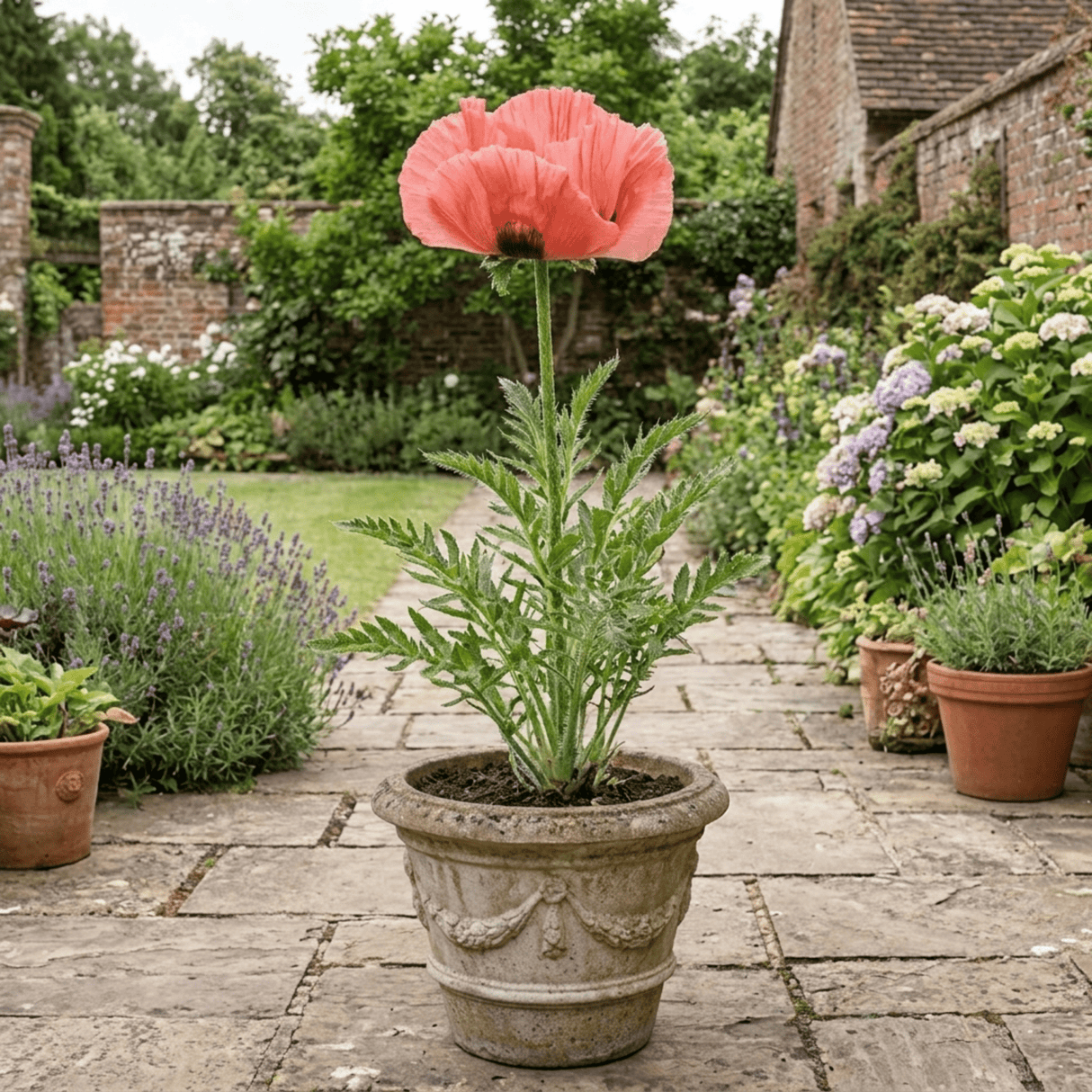 1 Oriental Papaver Paradiso Hardy Perennial Poppy Plant, Outdoor Garden Ready, 3 Litre Root-Ball - Frankton's