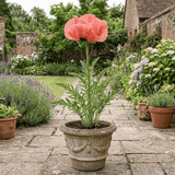 1 Oriental Papaver Paradiso Hardy Perennial Poppy Plant, Outdoor Garden Ready, 3 Litre Root-Ball - Frankton's