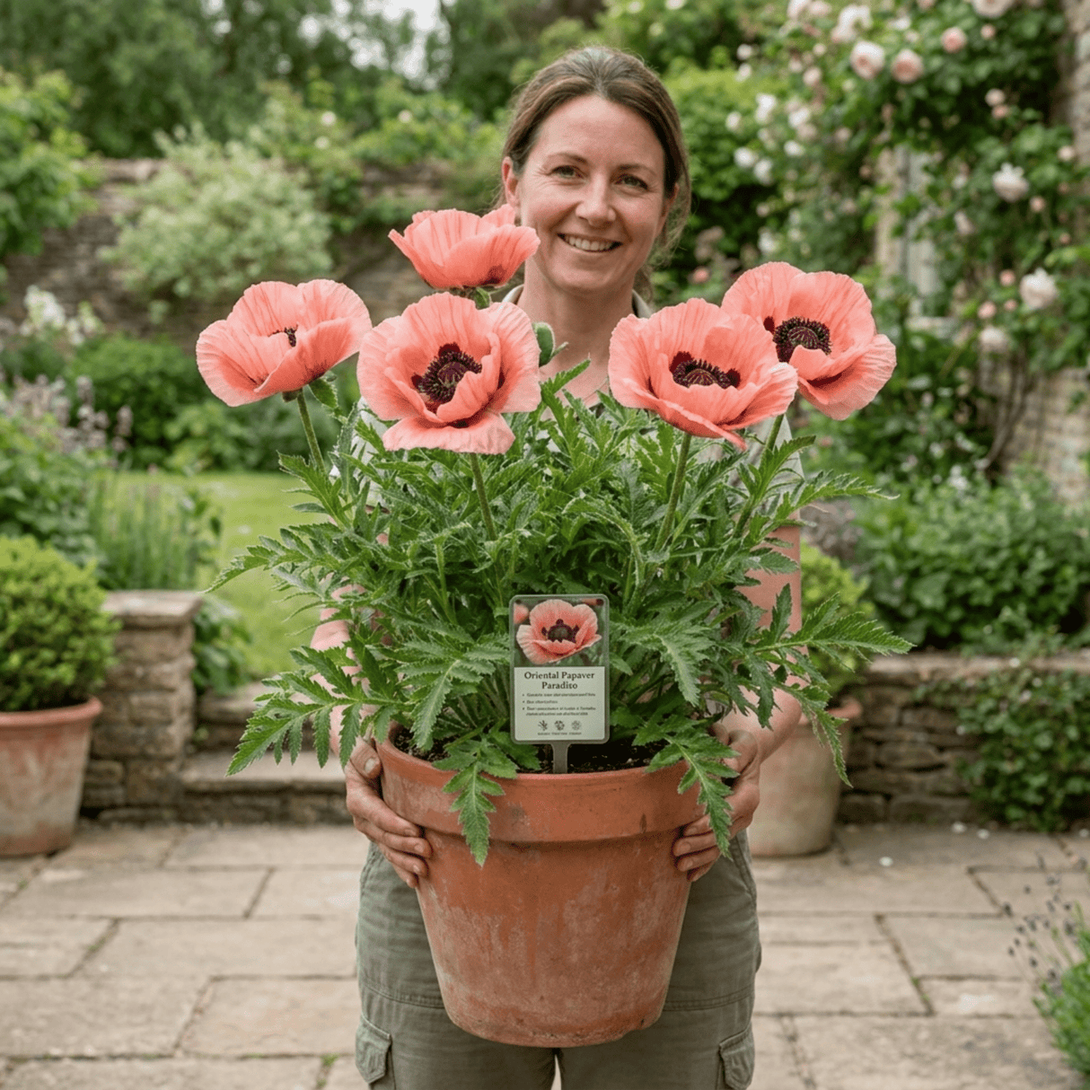 1 Oriental Papaver Paradiso Hardy Perennial Poppy Plant, Outdoor Garden Ready, 3 Litre Root-Ball - Frankton's