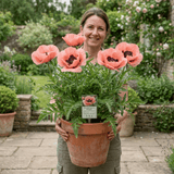 1 Oriental Papaver Paradiso Hardy Perennial Poppy Plant, Outdoor Garden Ready, 3 Litre Root-Ball - Frankton's