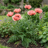 1 Oriental Papaver Paradiso Hardy Perennial Poppy Plant, Outdoor Garden Ready, 3 Litre Root-Ball - Frankton's