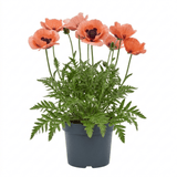 1 Oriental Papaver Paradiso Hardy Perennial Poppy Plant, Outdoor Garden Ready, 3 Litre Root-Ball - Frankton's