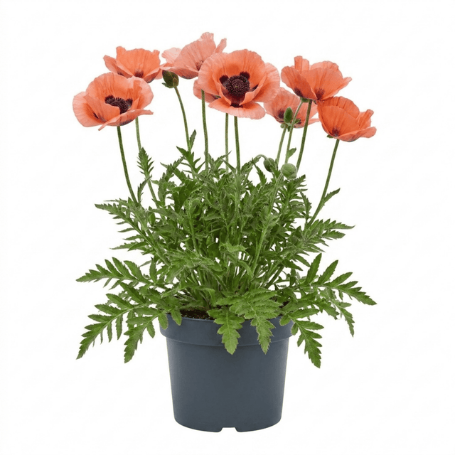 1 Oriental Papaver Paradiso Hardy Perennial Poppy Plant, Outdoor Garden Ready, 3 Litre Root-Ball - Frankton's
