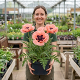 1 Oriental Papaver Paradiso Hardy Perennial Poppy Plant, Outdoor Garden Ready, 3 Litre Root-Ball - Frankton's