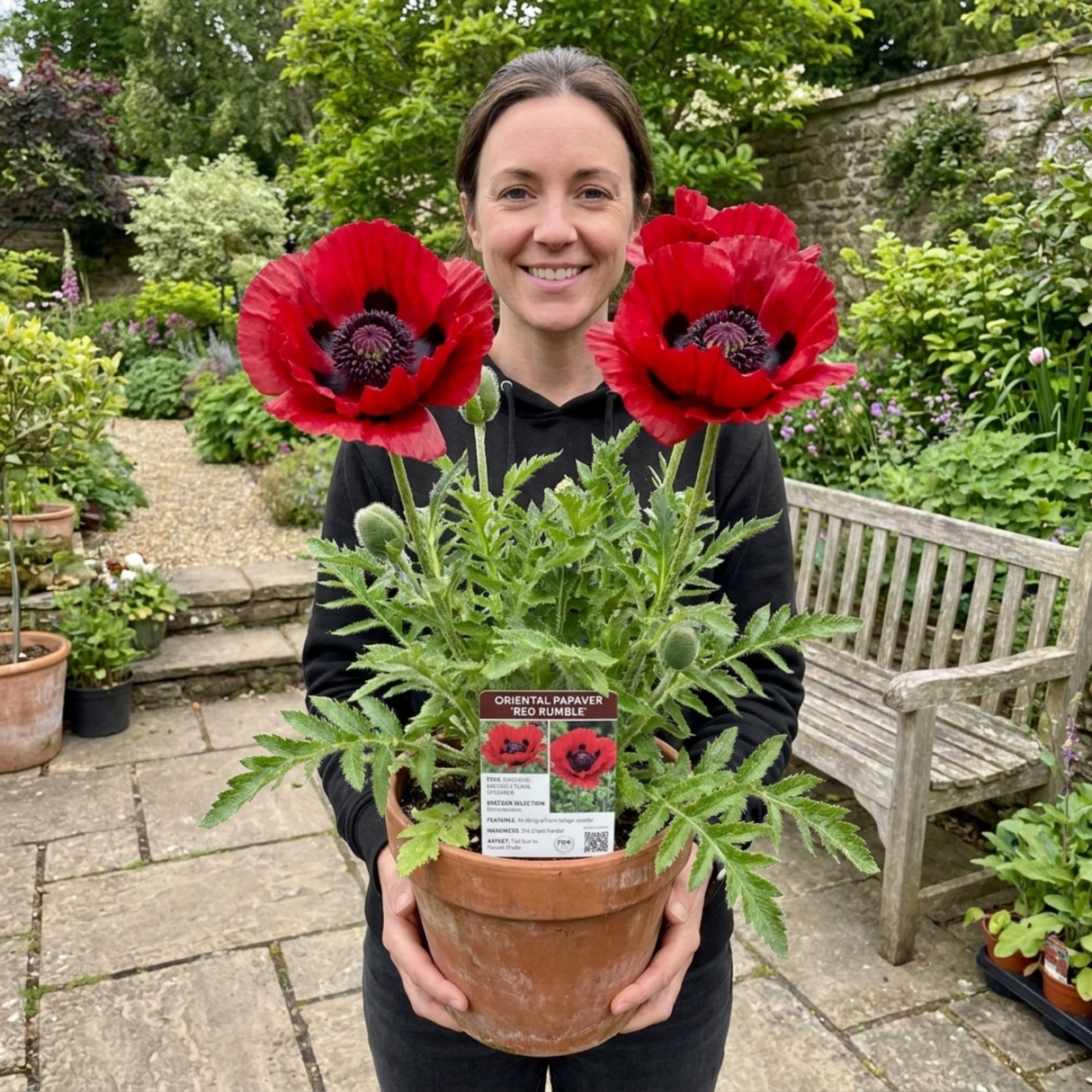 1 Oriental Papaver Red Rumble, Hardy Perennial Red Poppy Plant, Summer Flowering, 3L Root Ball - Frankton's