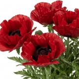 1 Oriental Papaver Red Rumble, Hardy Perennial Red Poppy Plant, Summer Flowering, 3L Root Ball - Frankton's