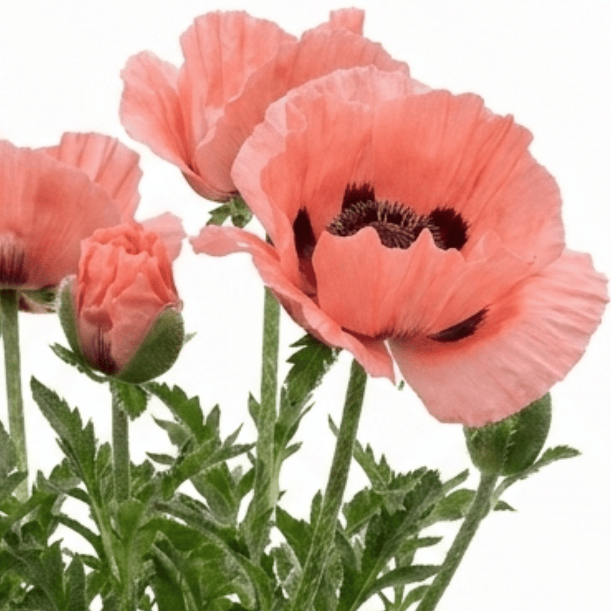 1 Oriental Papaver Waltzing Elisabeth, Hardy Perennial Poppy Plant, 19cm Root Ball - Frankton's