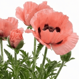 1 Oriental Papaver Waltzing Elisabeth, Hardy Perennial Poppy Plant, 19cm Root Ball - Frankton's