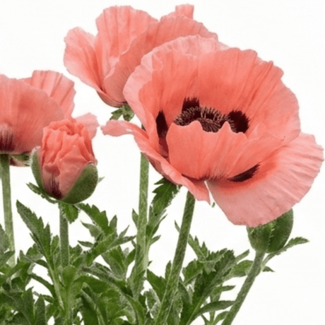 1 Oriental Papaver Waltzing Elisabeth, Hardy Perennial Poppy Plant, 19cm Root Ball - Frankton's