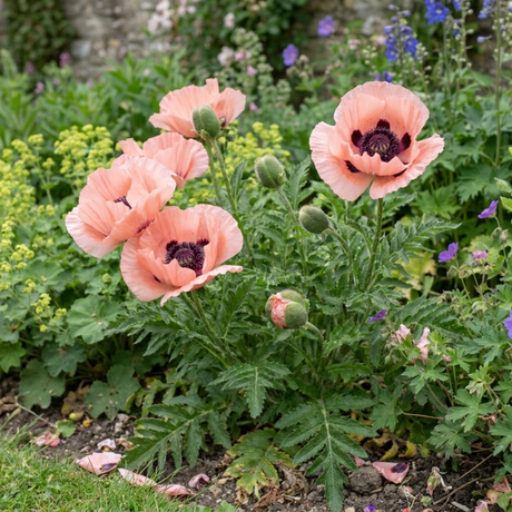 1 Oriental Papaver Waltzing Elisabeth, Hardy Perennial Poppy Plant, 19cm Root Ball - Frankton's