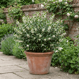 1 Osmanthus Burkwoodii Plant, Hardy Fragrant Evergreen Hedge Shrub, Garden Ready, 3 Litre Root Ball - Frankton's