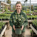 1 Osmanthus Burkwoodii Plant, Hardy Fragrant Evergreen Hedge Shrub, Garden Ready, 3 Litre Root Ball - Frankton's