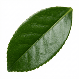 1 Osmanthus Burkwoodii Plant, Hardy Fragrant Evergreen Hedge Shrub, Garden Ready, 3 Litre Root Ball - Frankton's
