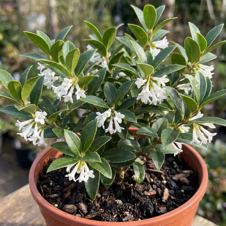 1 Osmanthus Burkwoodii Plant, Hardy Fragrant Evergreen Hedge Shrub, Garden Ready, 3 Litre Root Ball - Frankton's