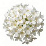 1 Osmanthus Delavayi Plant, Fragrant Evergreen Shrub, Outdoor Garden Ready, 19cm Root Ball - Frankton's