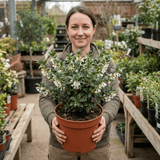 1 Osmanthus Delavayi Plant, Fragrant Evergreen Shrub, Outdoor Garden Ready, 19cm Root Ball - Frankton's