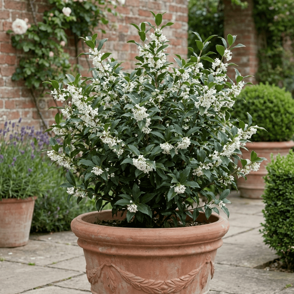 1 Osmanthus Delavayi Plant, Fragrant Evergreen Shrub, Outdoor Garden Ready, 19cm Root Ball - Frankton's
