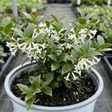1 Osmanthus Delavayi Plant, Fragrant Evergreen Shrub, Outdoor Garden Ready, 19cm Root Ball - Frankton's