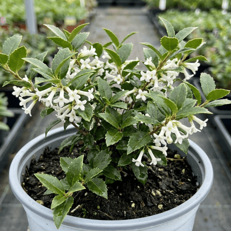 1 Osmanthus Delavayi Plant, Fragrant Evergreen Shrub, Outdoor Garden Ready, 19cm Root Ball - Frankton's