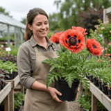 1 Papaver Orientale Turkenlouis Plant, Red Hardy Oriental Poppy Perennial, 3 Litre Root Ball - Frankton's