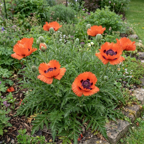 1 Papaver Orientale Turkenlouis Plant, Red Hardy Oriental Poppy Perennial, 3 Litre Root Ball - Frankton's