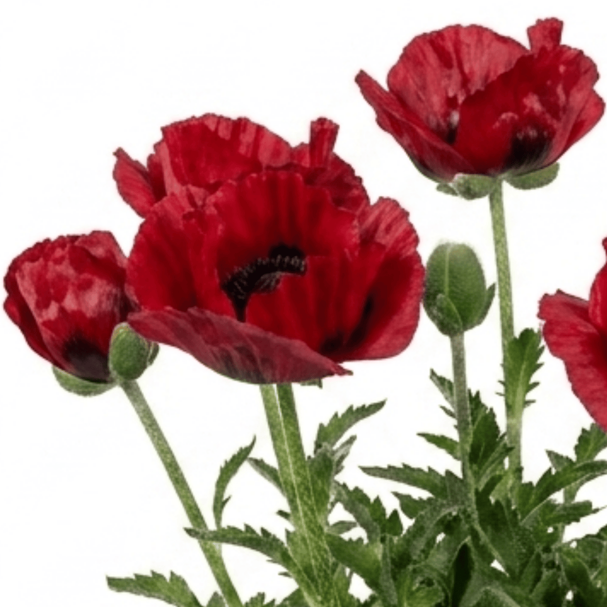 1 Papaver Orientale Turkenlouis Plant, Red Hardy Oriental Poppy Perennial, 3 Litre Root Ball - Frankton's
