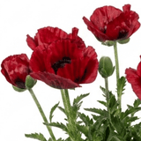 1 Papaver Orientale Turkenlouis Plant, Red Hardy Oriental Poppy Perennial, 3 Litre Root Ball - Frankton's