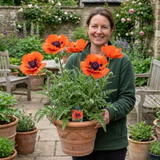 1 Papaver Orientale Turkenlouis Plant, Red Hardy Oriental Poppy Perennial, 3 Litre Root Ball - Frankton's