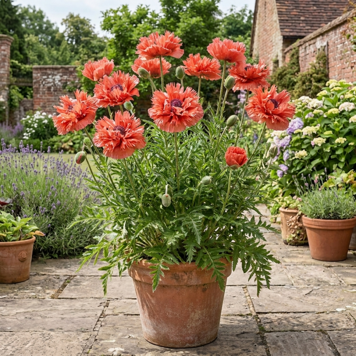 1 Papaver Orientale Turkenlouis Plant, Red Hardy Oriental Poppy Perennial, 3 Litre Root Ball - Frankton's