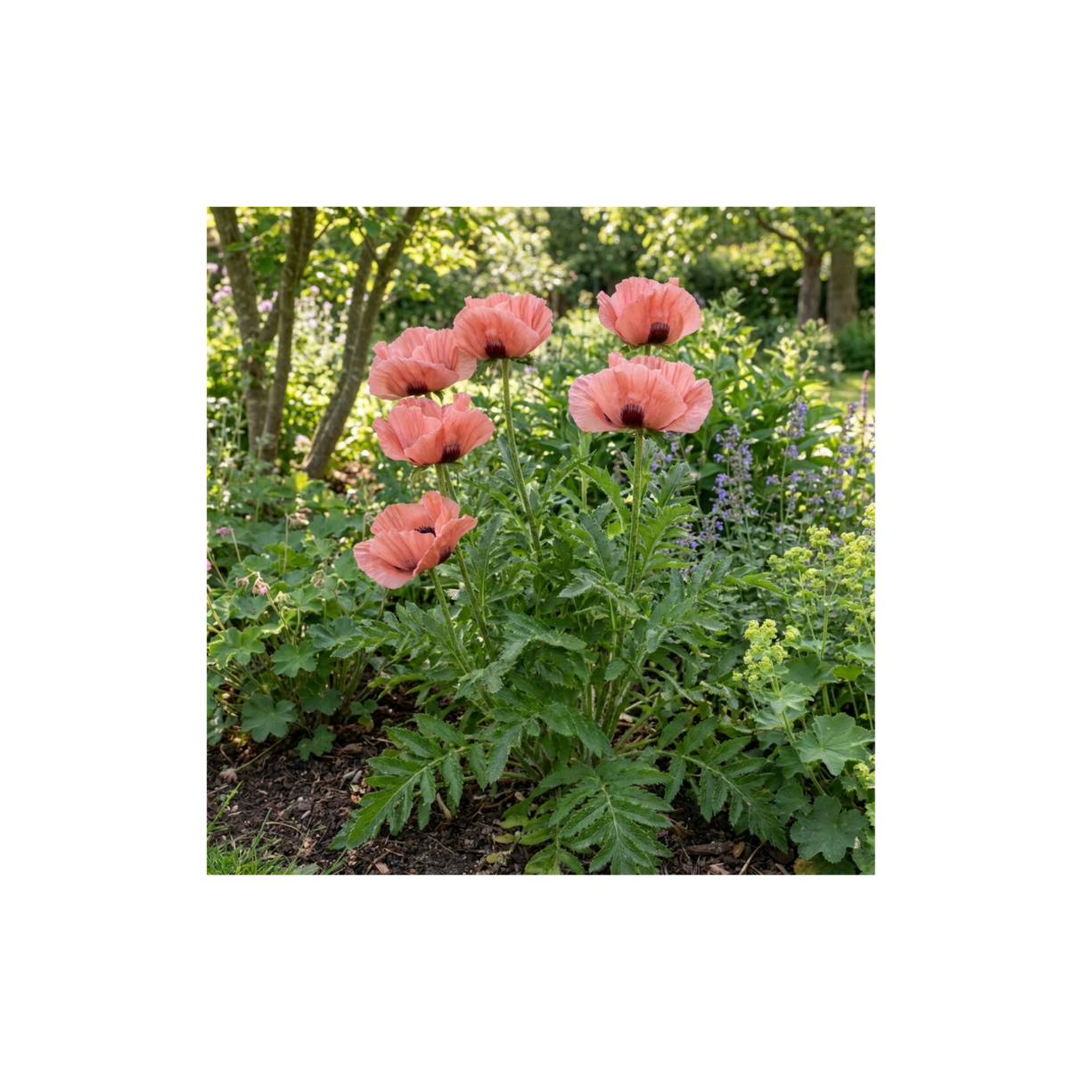 1 Papaver Orientale Waltzing Mathilde, Summer Flowering Hardy Perennial Poppy Plant, 3 Litre Root Ball - Frankton's