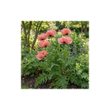 1 Papaver Orientale Waltzing Mathilde, Summer Flowering Hardy Perennial Poppy Plant, 3 Litre Root Ball - Frankton's