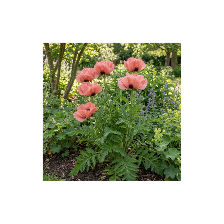 1 Papaver Orientale Waltzing Mathilde, Summer Flowering Hardy Perennial Poppy Plant, 3 Litre Root Ball - Frankton's