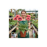 1 Papaver Orientale Waltzing Mathilde, Summer Flowering Hardy Perennial Poppy Plant, 3 Litre Root Ball - Frankton's
