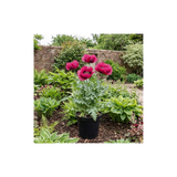 1 Papaver Orientale Waltzing Mathilde, Summer Flowering Hardy Perennial Poppy Plant, 3 Litre Root Ball - Frankton's