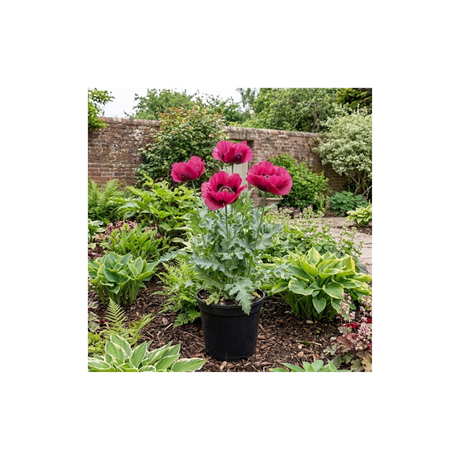 1 Papaver Orientale Waltzing Mathilde, Summer Flowering Hardy Perennial Poppy Plant, 3 Litre Root Ball - Frankton's