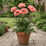 1 Papaver Orientale Waltzing Mathilde, Summer Flowering Hardy Perennial Poppy Plant, 3 Litre Root Ball - Frankton's