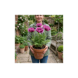 1 Papaver Orientale Waltzing Mathilde, Summer Flowering Hardy Perennial Poppy Plant, 3 Litre Root Ball - Frankton's