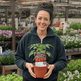 1 Patio Cherry Tomato Plant, Veranda Red, Live Outdoor Garden Ready, 2 Litre Root-Ball - Frankton's